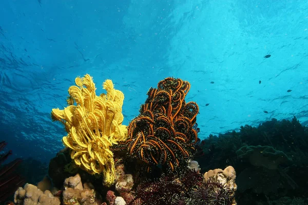  Papua Yeni Gine Pasifik Ocea dalış mercan hayat