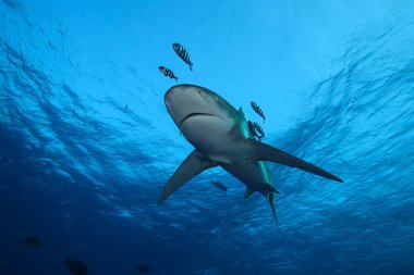 Tehlikeli büyük köpek balığı sualtı safari Egypr Kızıldeniz