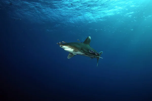 Dangerous big Shark Underwater safari Egypr Red Sea — Stock Photo, Image