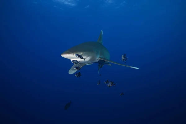 Perigoso grande tubarão safári subaquático Egípcio Mar Vermelho — Fotografia de Stock