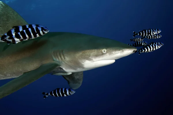 Perigoso grande tubarão safári subaquático Egípcio Mar Vermelho — Fotografia de Stock