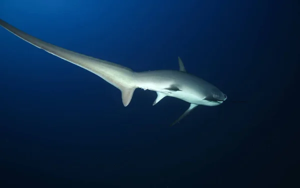 Dangerous big Shark Underwater safari Egypr Red Sea — Stock Photo, Image