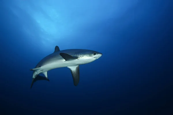 Niebezpieczne big Shark podwodne safari Morze Czerwone Egypr — Zdjęcie stockowe