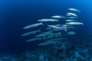 Barracuda sualtı Sudan kırmızı deniz dalış safari resim