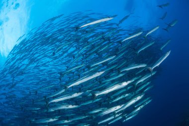 Barracuda sualtı Sudan kırmızı deniz dalış safari resim