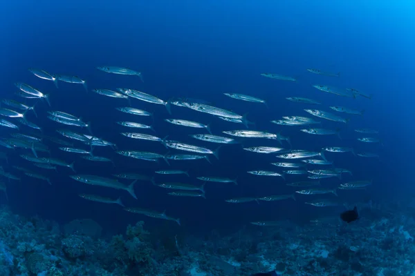 Barracuda imagem subaquática Sudão Mar vermelho mergulho safari — Fotografia de Stock