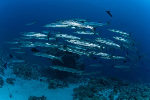 Barracuda imagem subaquática Sudão Mar vermelho mergulho safari — Fotografia de Stock