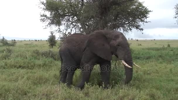 Vild elefant (Elephantidae) i afrikansk botswana savann — Stockvideo