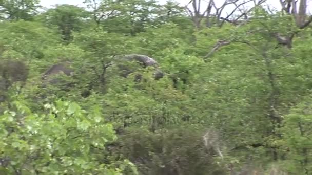 Дикий слон (Elephantidae) в африканской саванне Ботсваны — стоковое видео