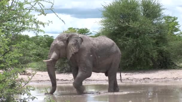 Vild elefant (Elephantidae) i afrikansk botswana savann — Stockvideo