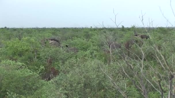 Дикий слон (Elephantidae) в африканской саванне Ботсваны — стоковое видео