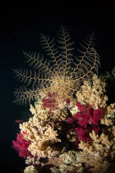 coral life diving Sudan Soudan Red Sea safari