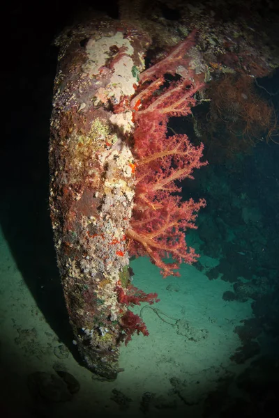 coral life diving Sudan Soudan Red Sea safari