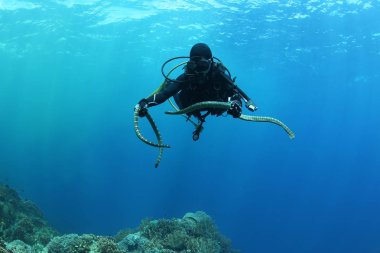 Dalgıç deniz yılanı nderwater dalış resim okyanus ile