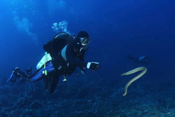 diver with sea snake nderwater diving picture ocean