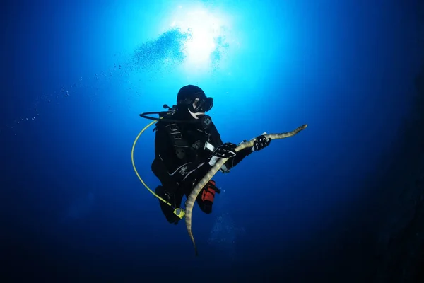 diver with sea snake nderwater diving picture ocean