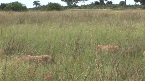 Λιοντάρι άγρια επικίνδυνα θηλαστικά Αφρική σαβάνα Κένυα — Αρχείο Βίντεο