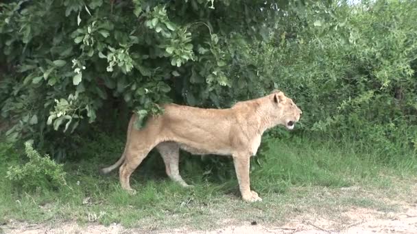 Leão selvagem perigoso mamífero áfrica savana Quênia — Vídeo de Stock