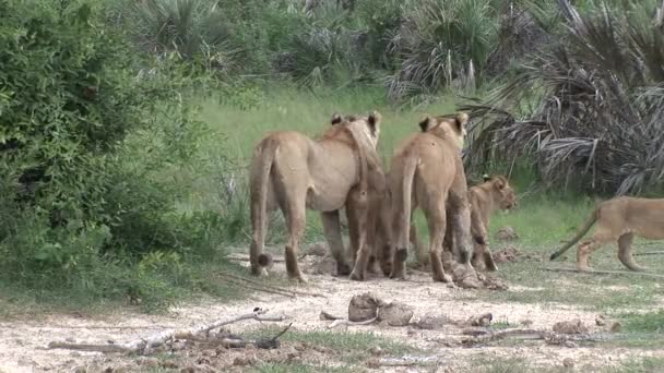 Leão selvagem perigoso mamífero áfrica savana Quênia — Vídeo de Stock