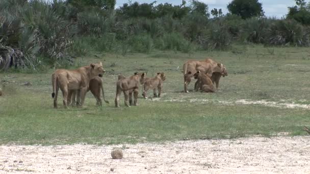 Lion wild dangerous mammal africa savannah Kenya — Stock Video