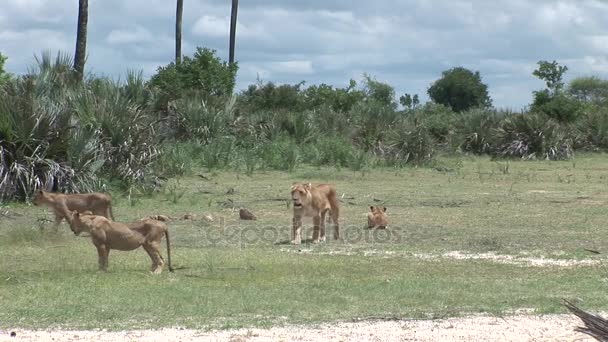 Leeuw wild gevaarlijk zoogdier africa savannah Kenia — Stockvideo