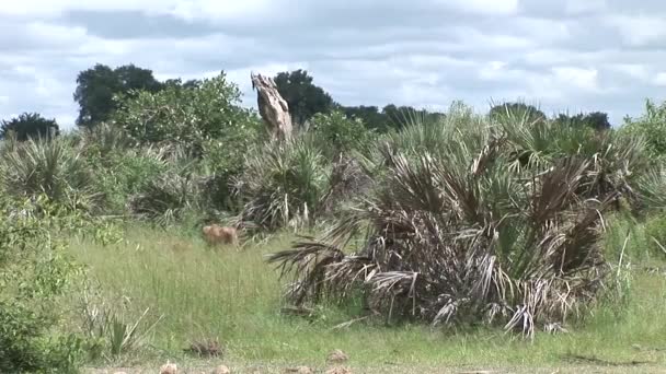 Aslan vahşi, tehlikeli memeli Afrika Savannah Kenya — Stok video