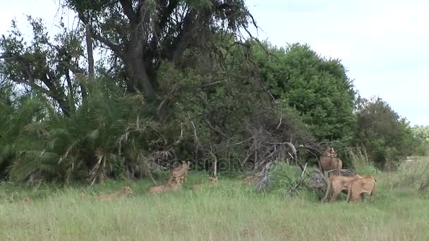 Lion wild dangerous mammal africa savannah Kenya — Stock Video