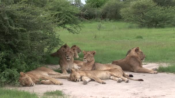 Lion wild dangerous mammal africa savannah Kenya — Stock Video