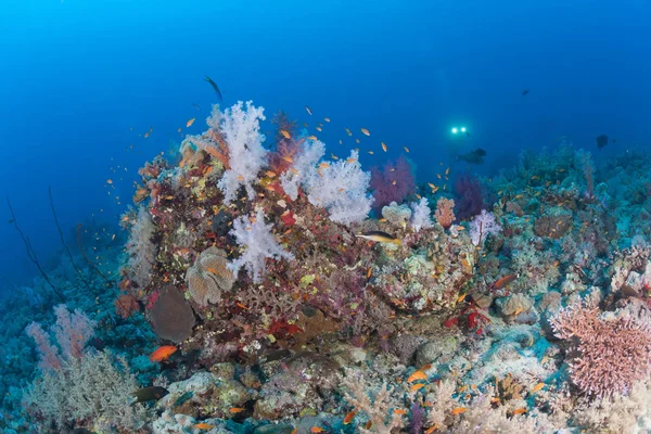 Coral life diving Sudan Soudan Red Sea safari — Stock Photo, Image