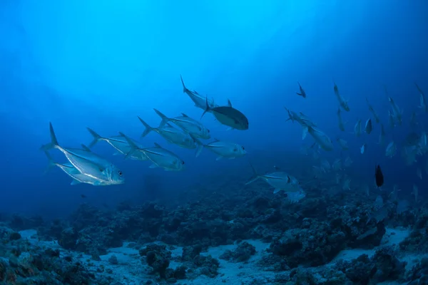 coral life diving Sudan Soudan Red Sea safari