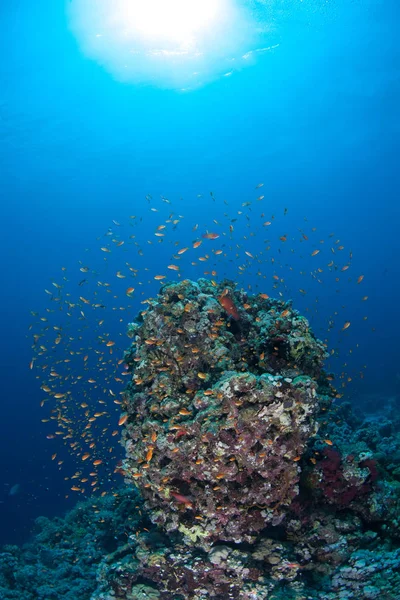 Korall liv dykning Sudan Soudan Röda havet safari — Stockfoto