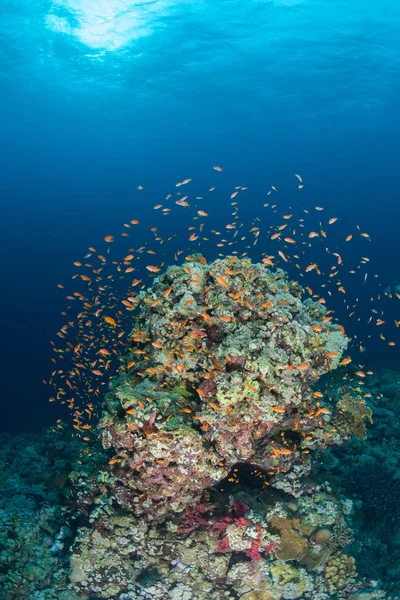 Vida coral mergulho Sudão Soudan Red Sea safari — Fotografia de Stock