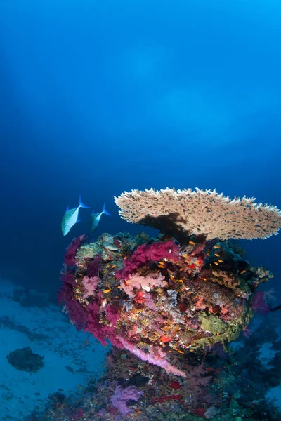 Korallenleben Tauchen sudan soudan red sea safari — Stockfoto