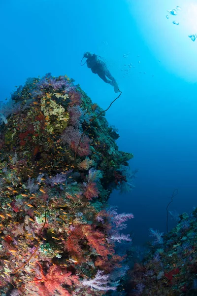 Buceador coral vida buceo Sudán Soudan Mar Rojo safari — Foto de Stock