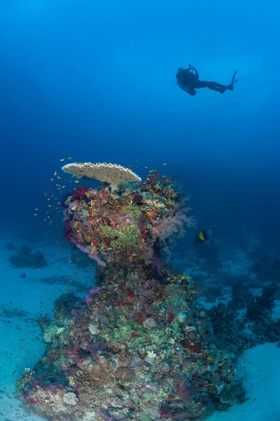 Mergulhador vida coral mergulho Sudão Soudan Red Sea safari — Fotografia de Stock