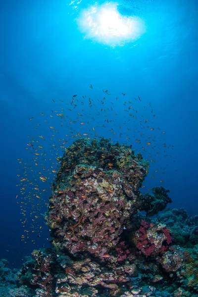 Vida coralina buceo Sudán Soudan Mar Rojo safari — Foto de Stock