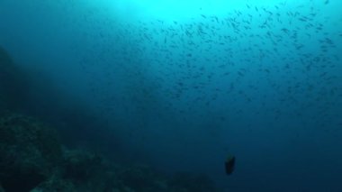 mercan yaşam sualtı video 