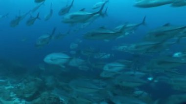 mercan yaşam sualtı video 