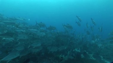 mercan yaşam sualtı video 