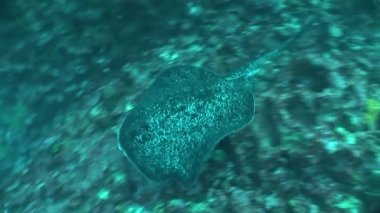 mercan yaşam sualtı video 