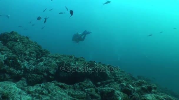 Coral life underwater video — Stock Video