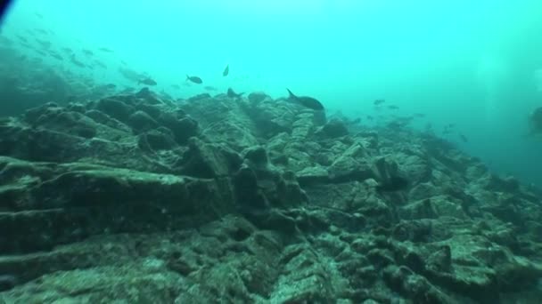 サンゴの生活水中ビデオ — ストック動画