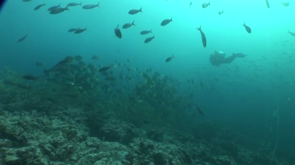 Vie corail vidéo sous-marine — Video