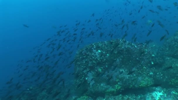 Vida coral vídeo subaquático — Vídeo de Stock