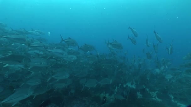 Κοραλλιογενείς ζωής υποβρύχια Βιντεοσκόπηση — Αρχείο Βίντεο