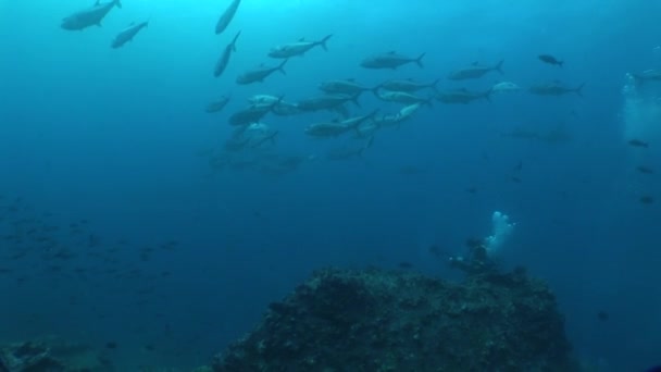 Vida coral vídeo subaquático — Vídeo de Stock