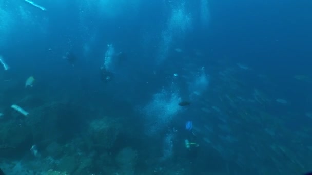 Coral life underwater video — Stock Video