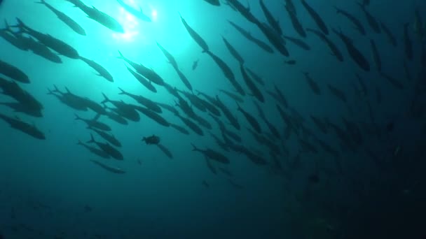 Korall élet víz alatti videó — Stock videók
