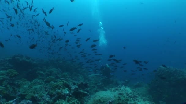 Vida coralina vídeo submarino — Vídeos de Stock