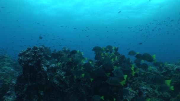 Vida coral vídeo subaquático — Vídeo de Stock